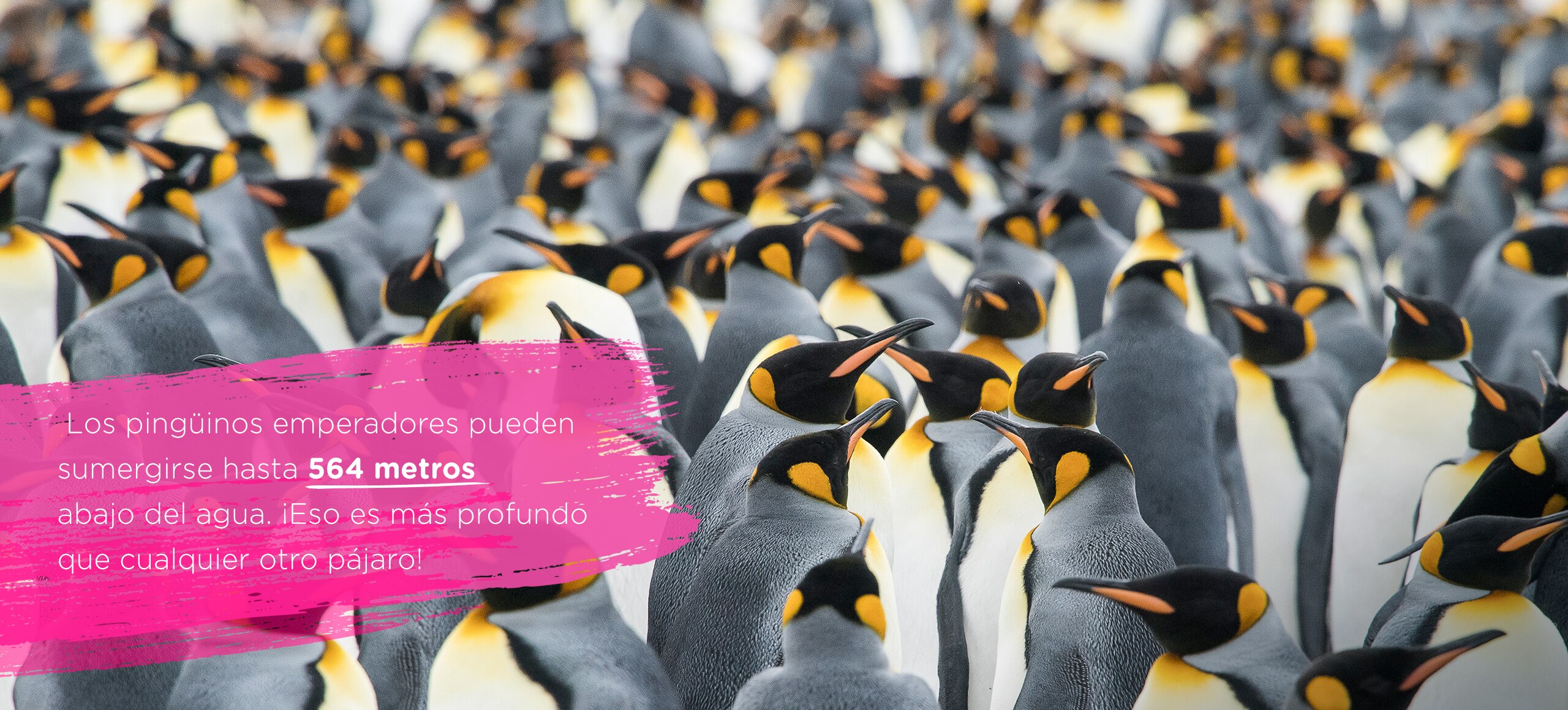 Penguins locos por el agua