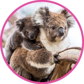 Koala cariñoso con un koala bebé en su espalda.
