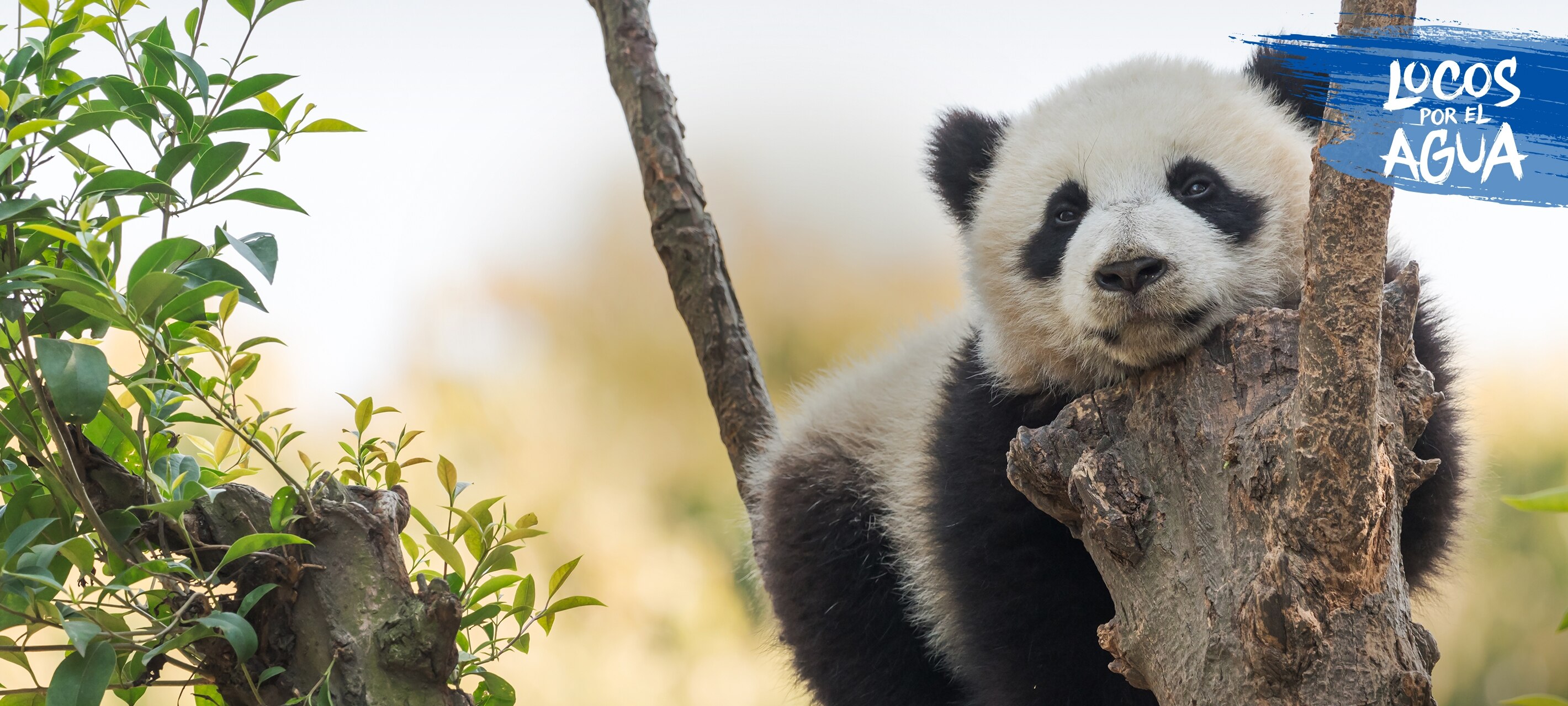 Panda en su habitad