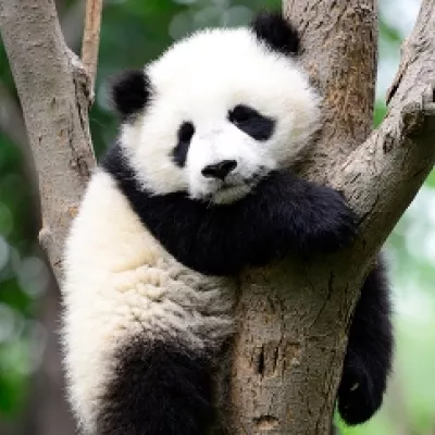 ¡Pantásticos Pandas!