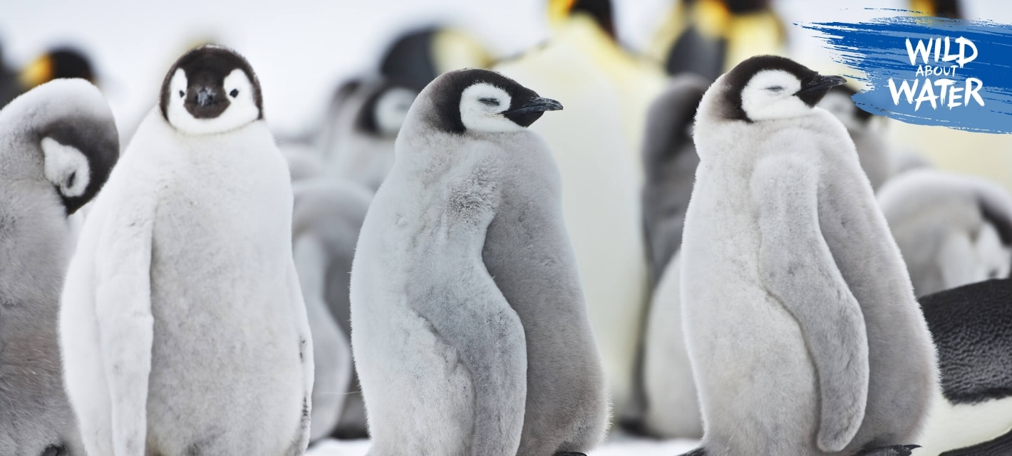 Colonie de manchots arctiques dans leur habitat naturel