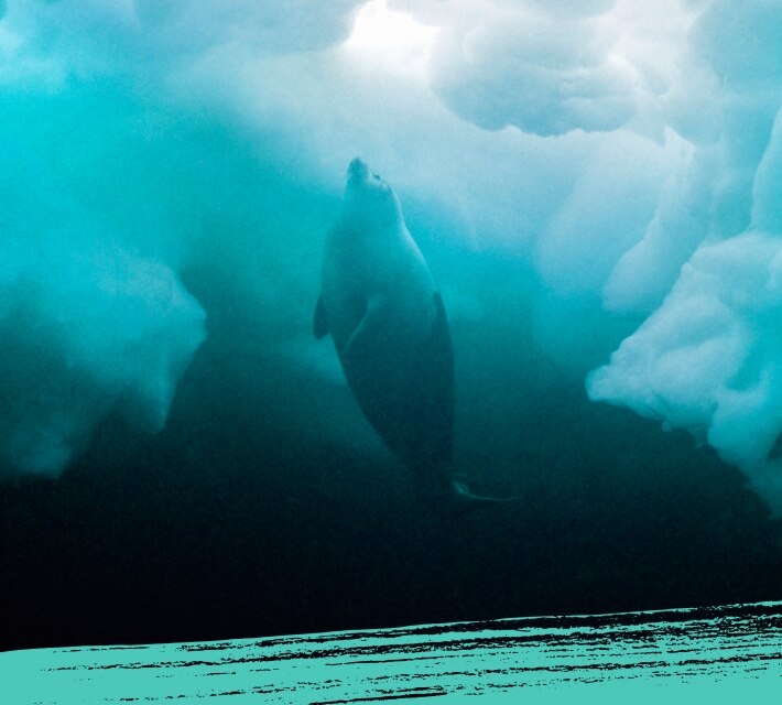 Phoque arctique qui nage