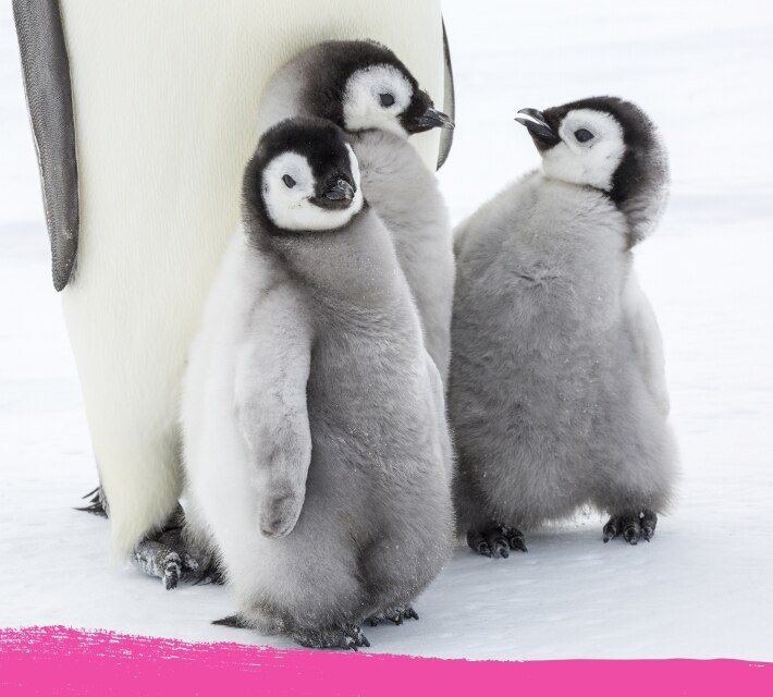Drie pinguïnbaby’s die dicht bij elkaar staan