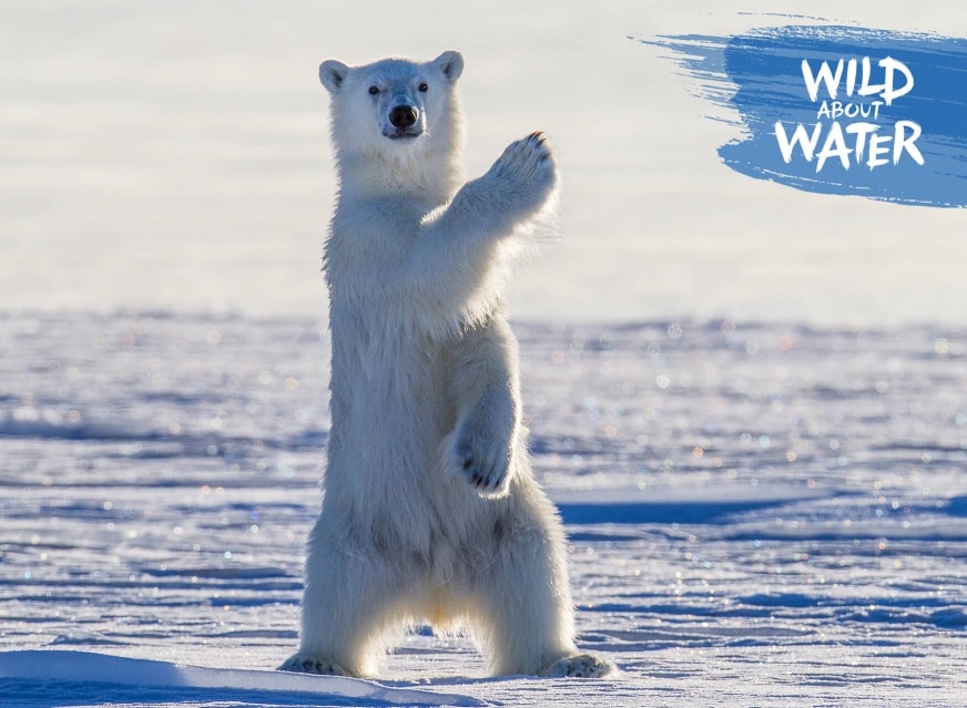 polar bear standing