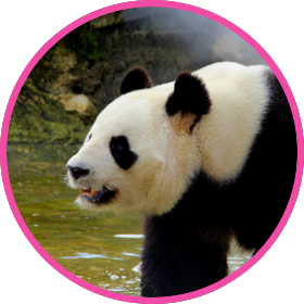 panda circle 1