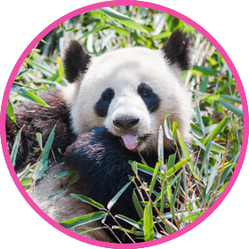 panda circle 2
