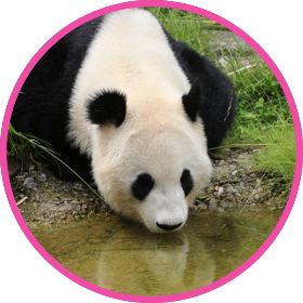 panda circle 3