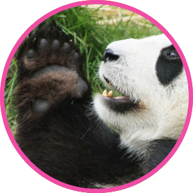 panda circle 4
