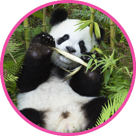 panda circle 5