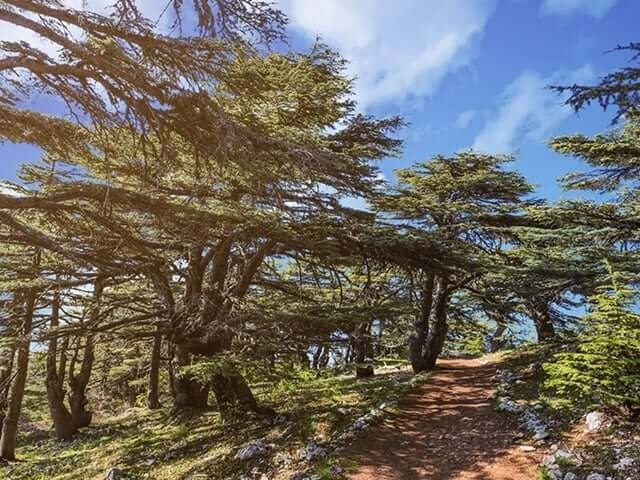 Shouf Biosphere Reserve