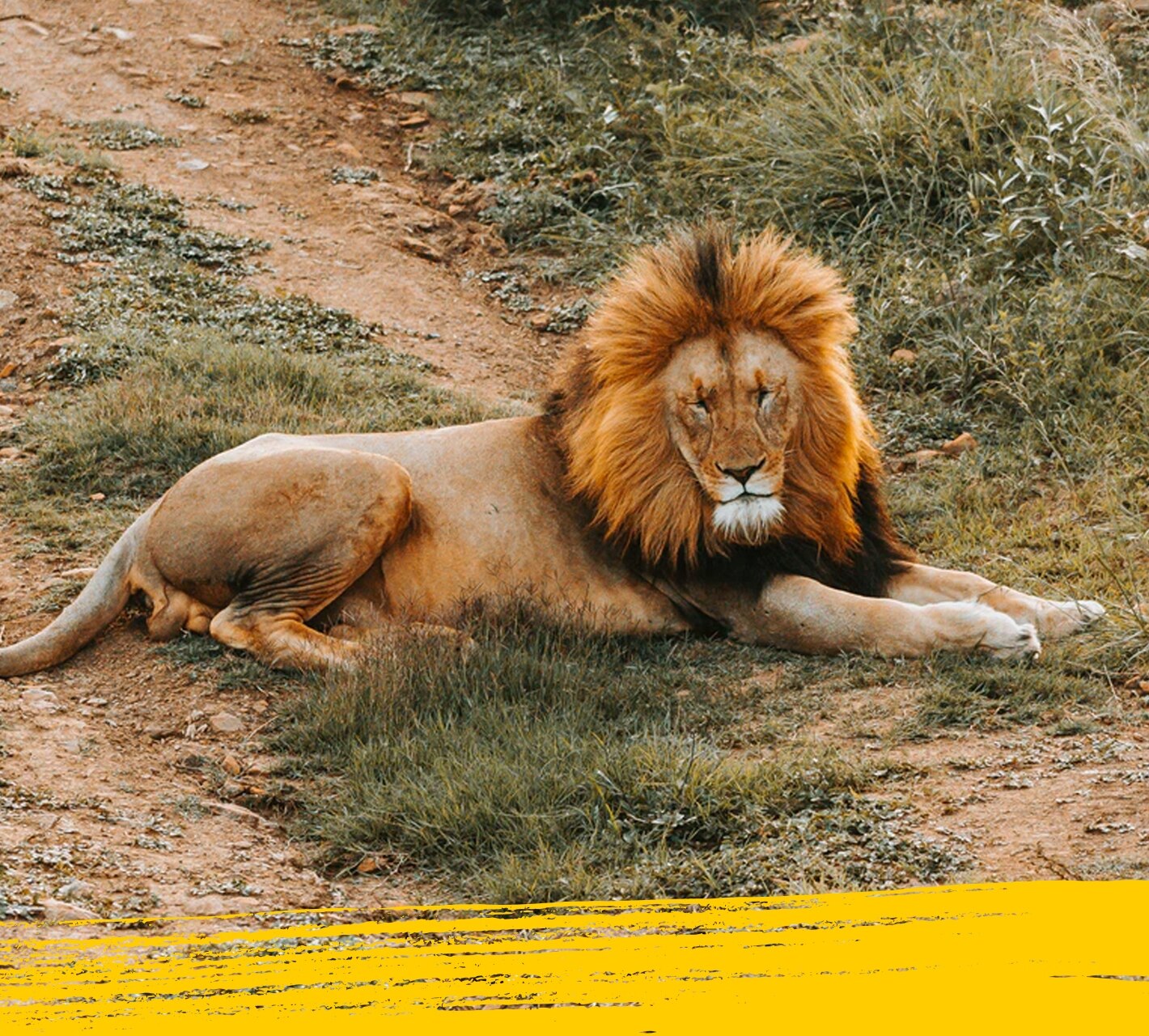 lazy lion