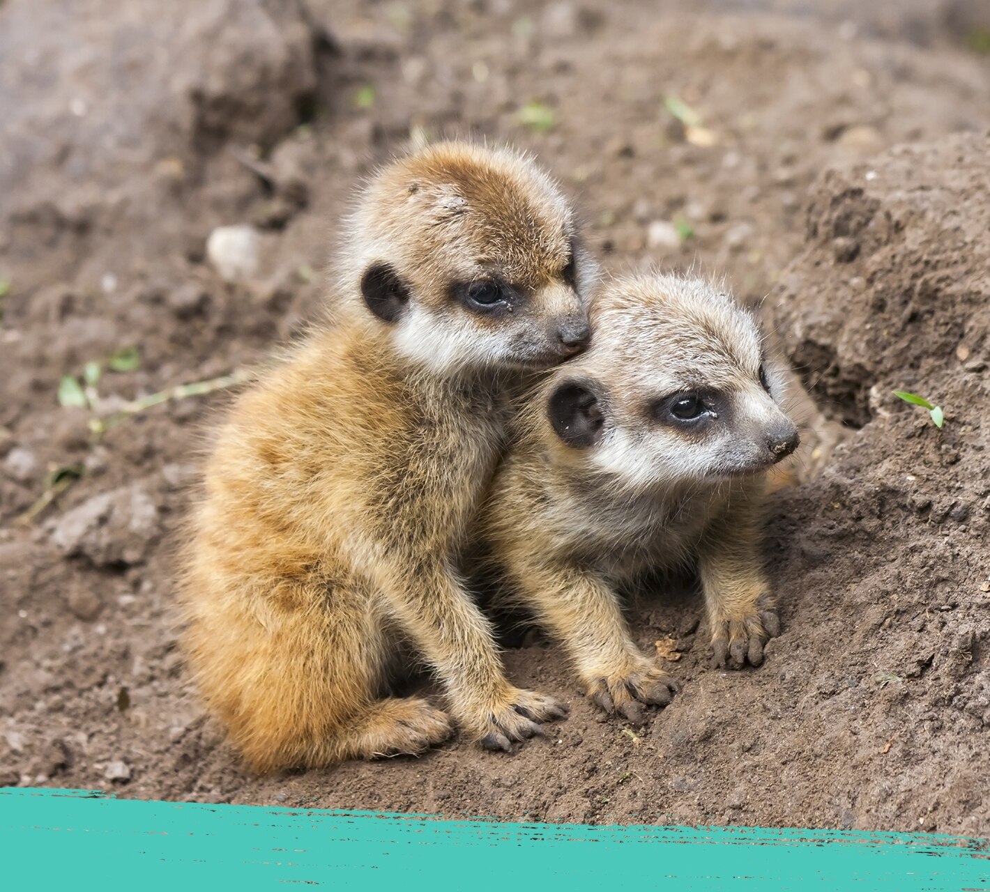baby meerkats