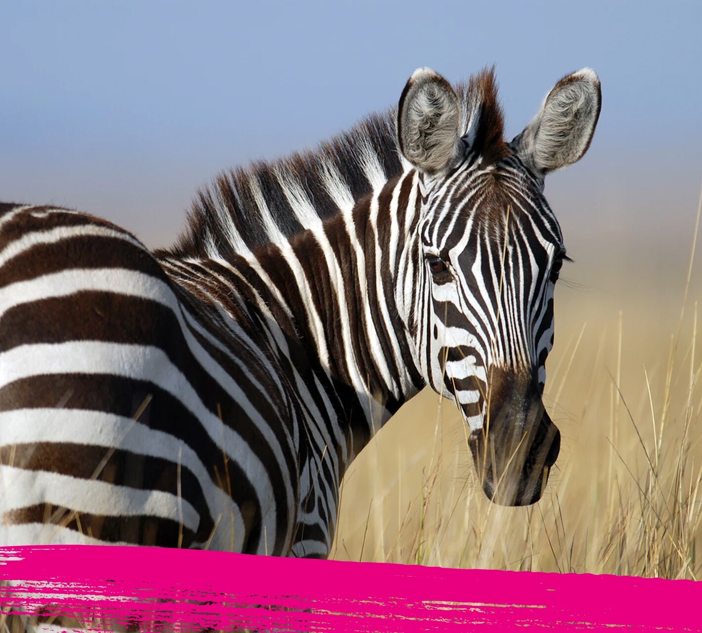 zebra