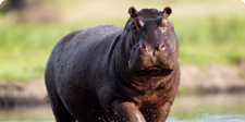hippo