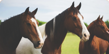 horses
