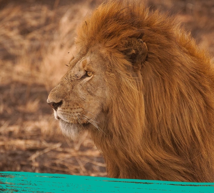 lion
