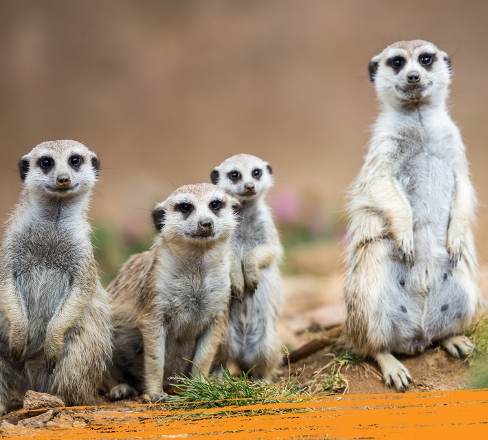 meerkats