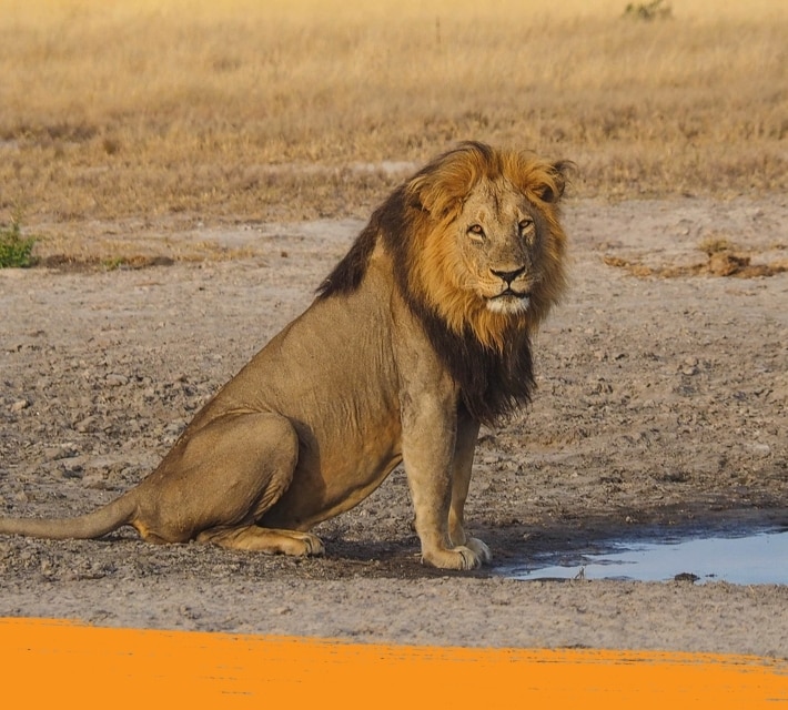 Lion standing in the middle of the savanna