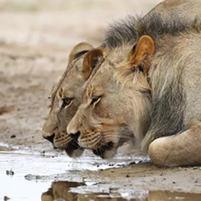 Lion drinking water