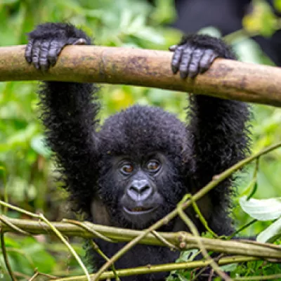Gorilla hanging out