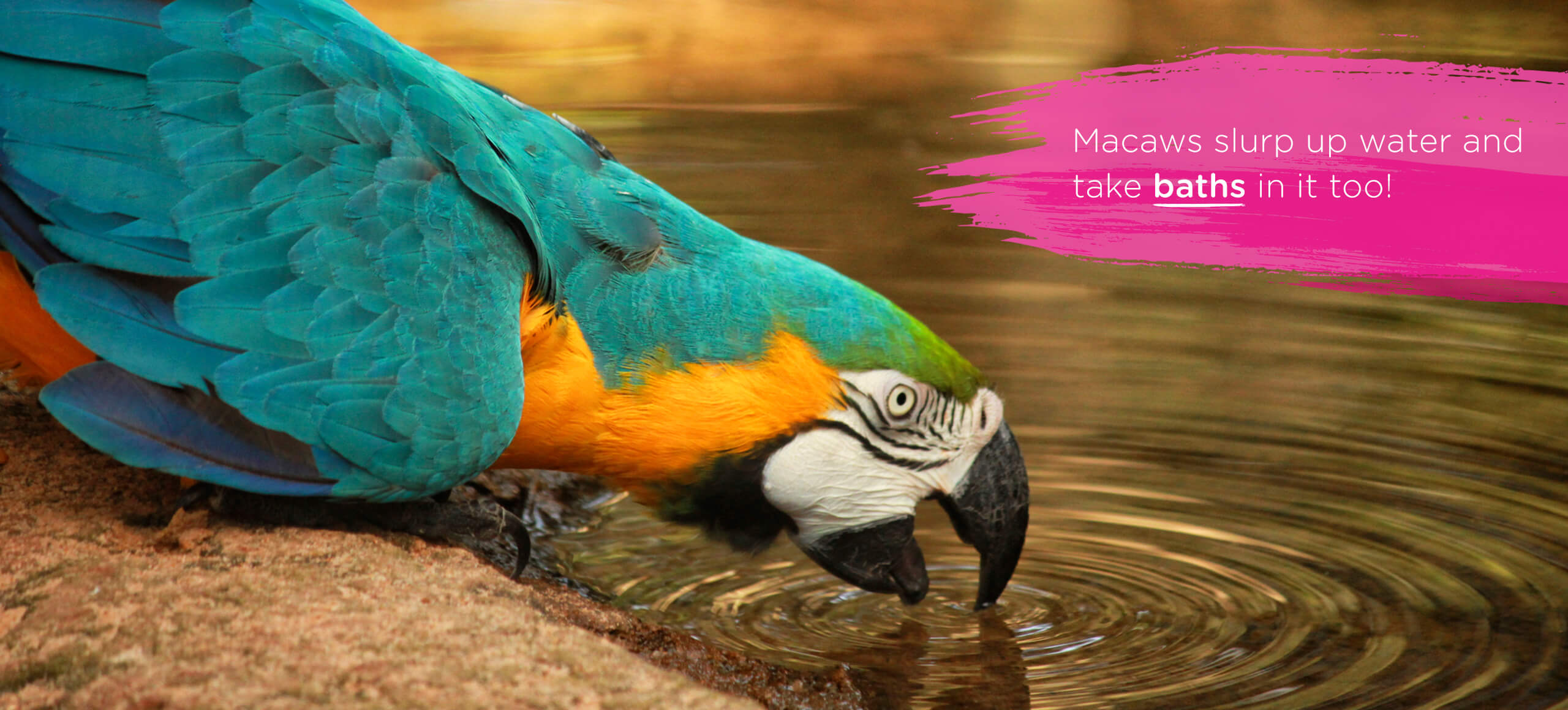 Macaws