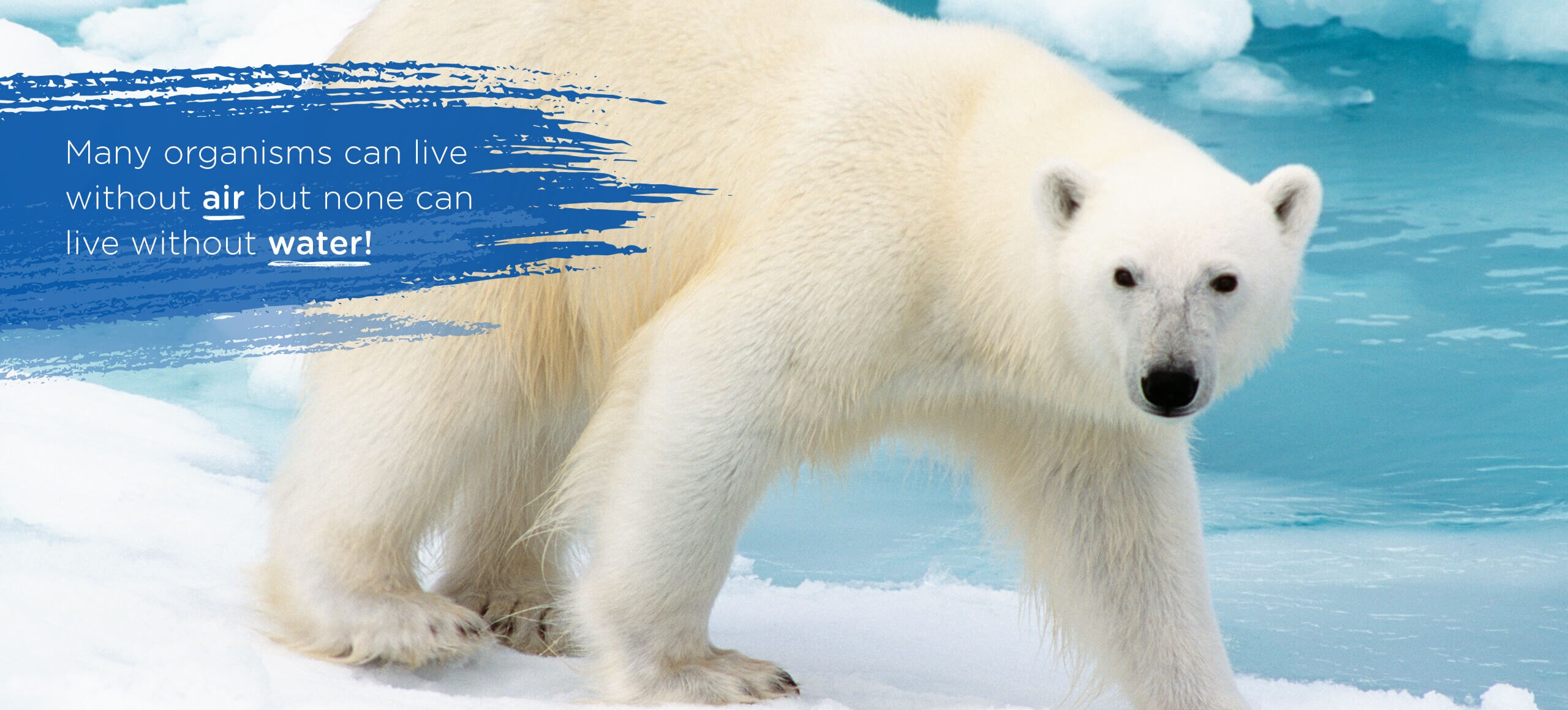 Polar Bear