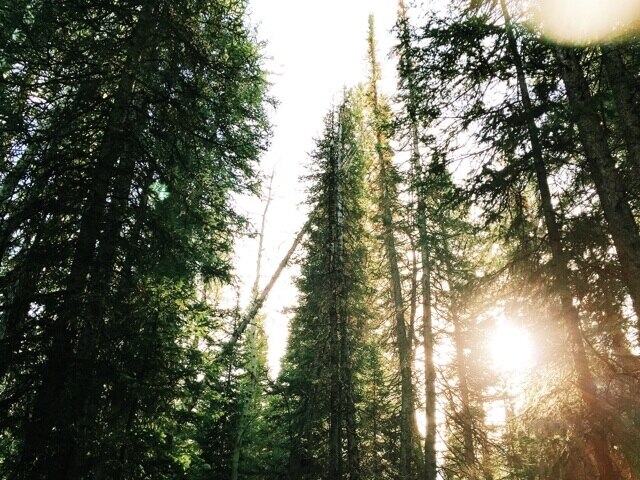 tall trees sunny day