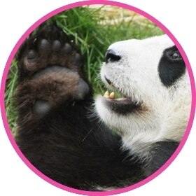 Paw power
