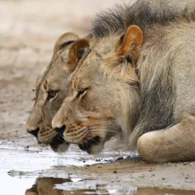 lions
