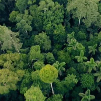 Rain forests