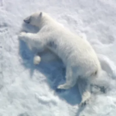 polar baers