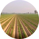 field