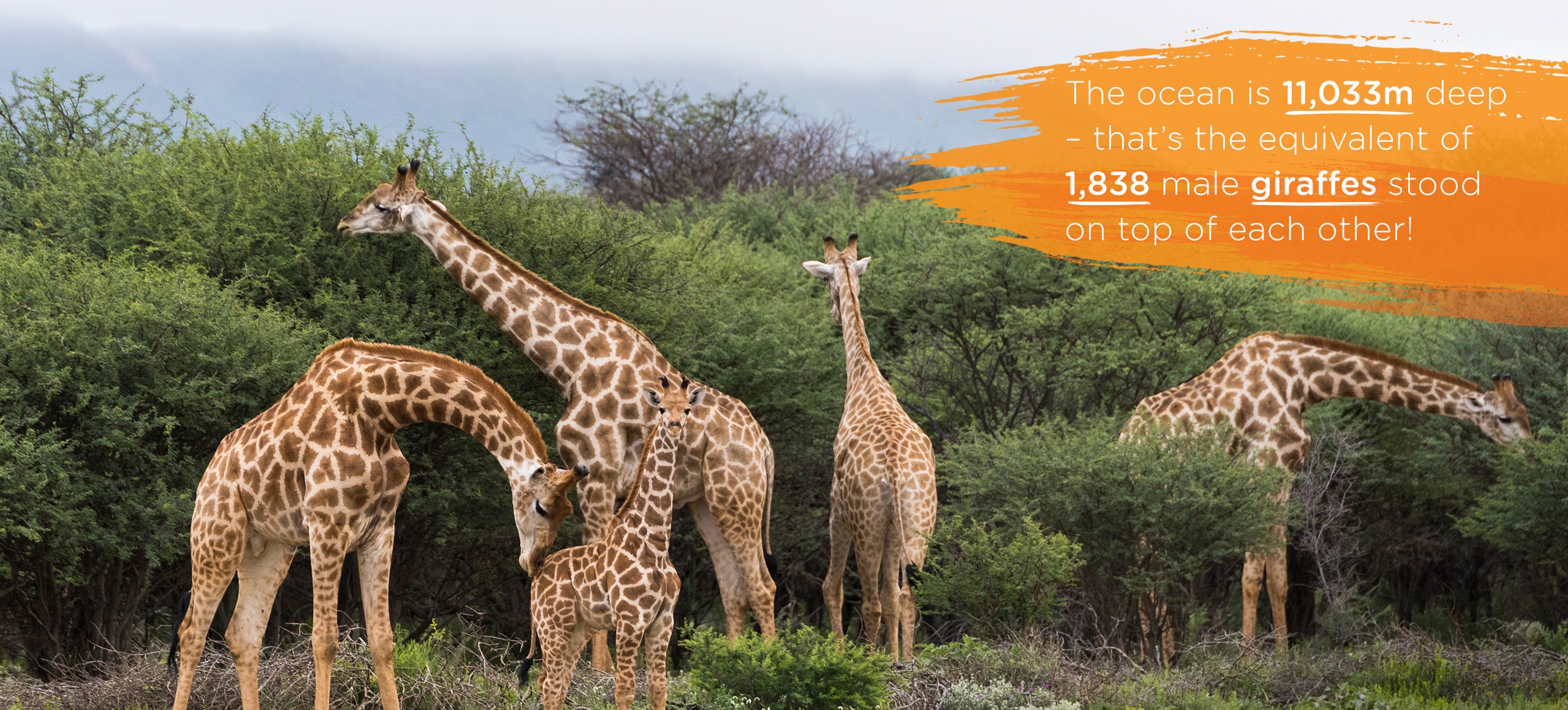 Four giraffes grazing on trees in a forest