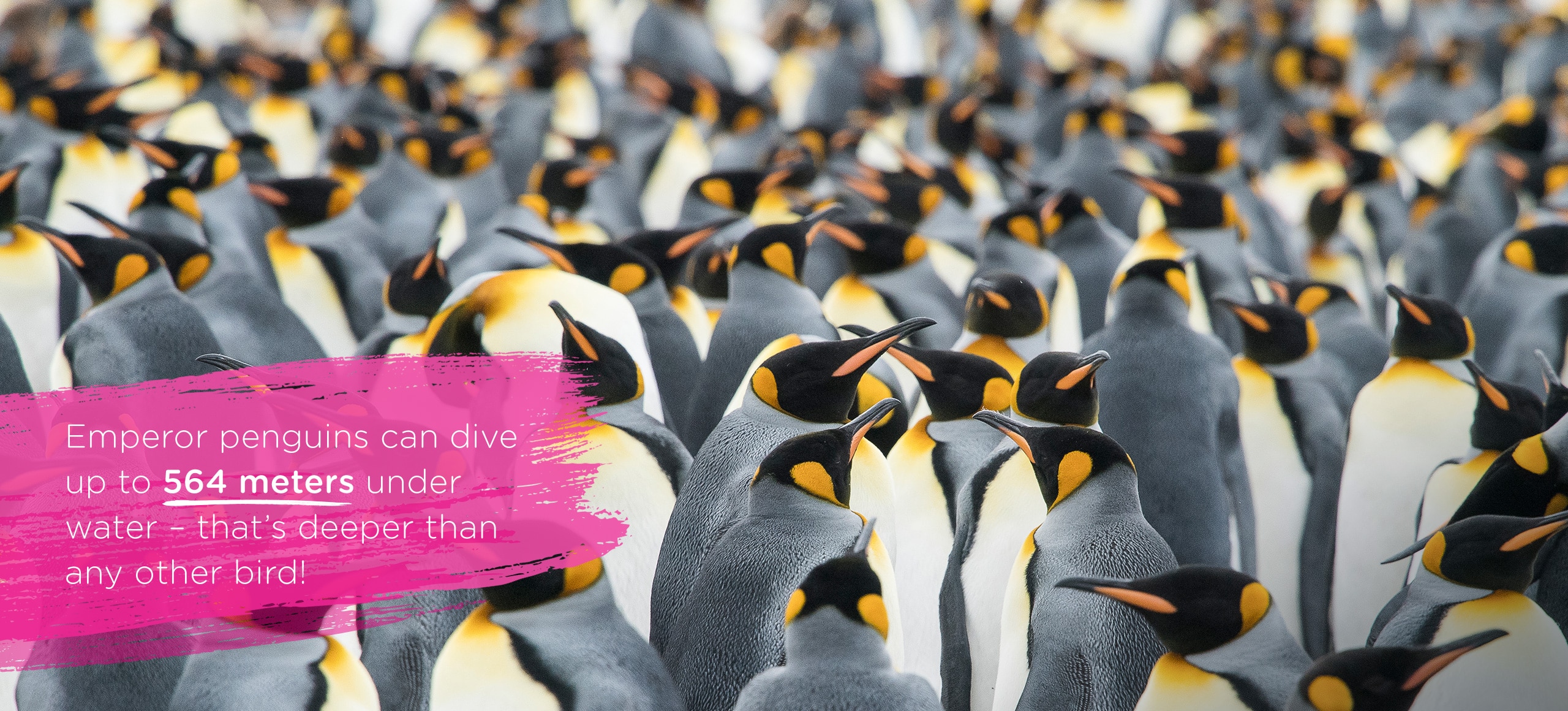 A group of penguin all together