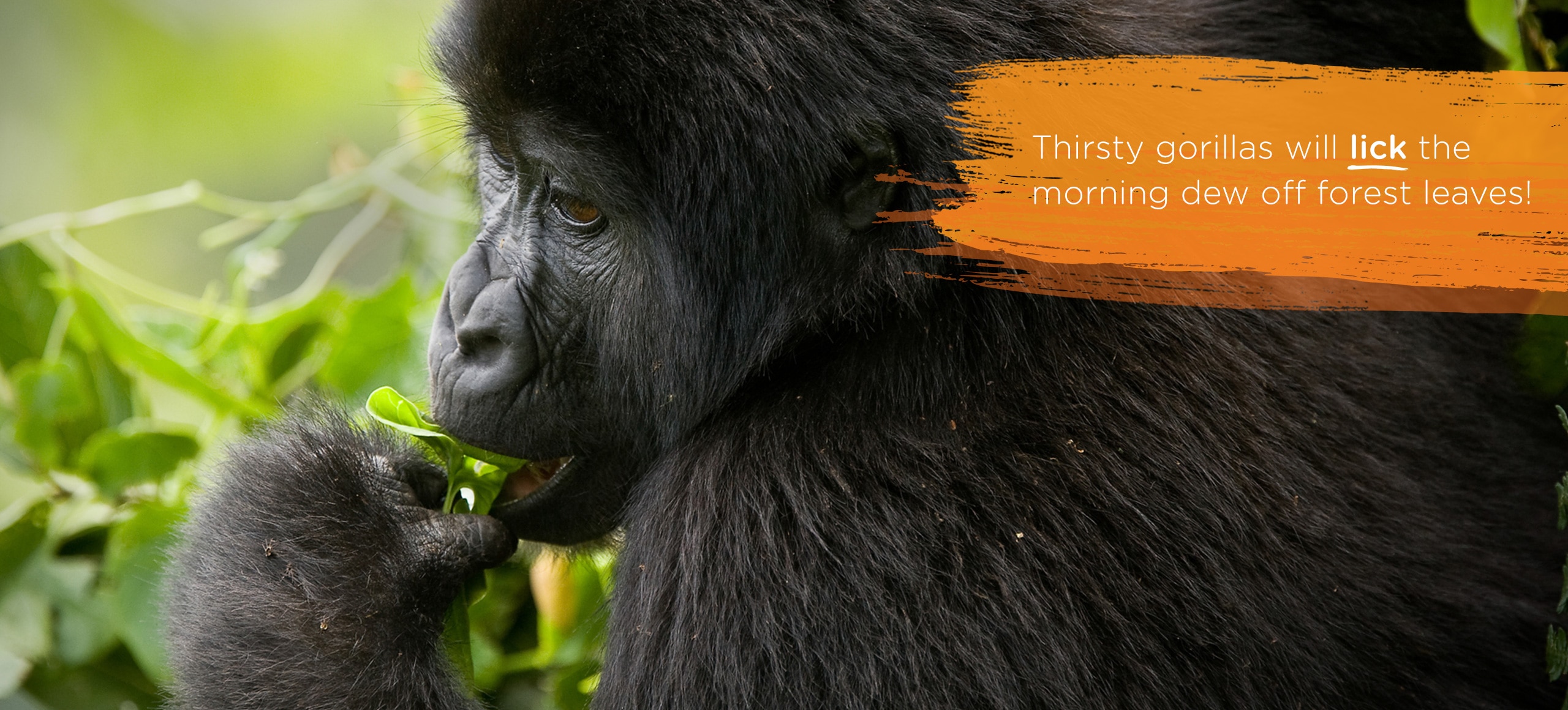 Gorilla licking water from a leaf