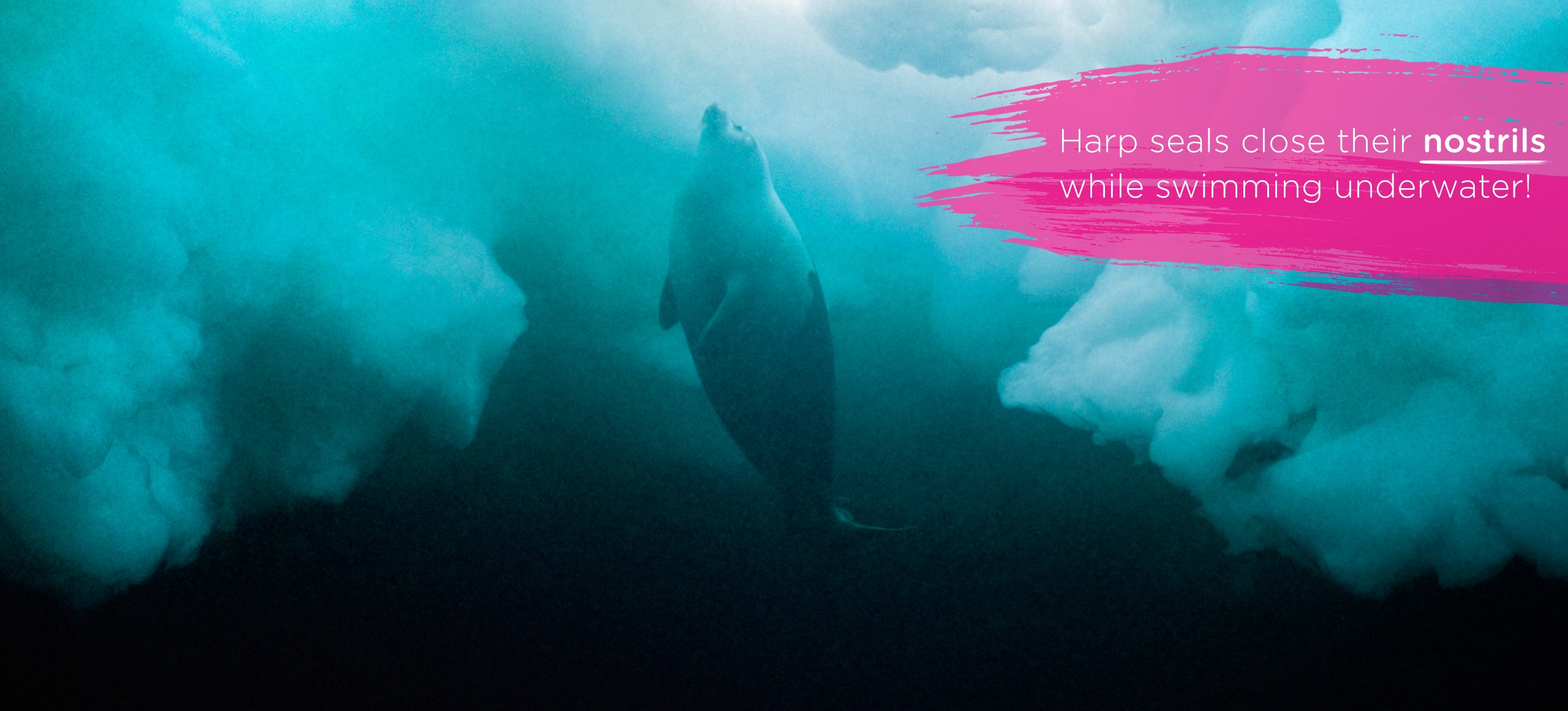 Harp seal swimming underwater