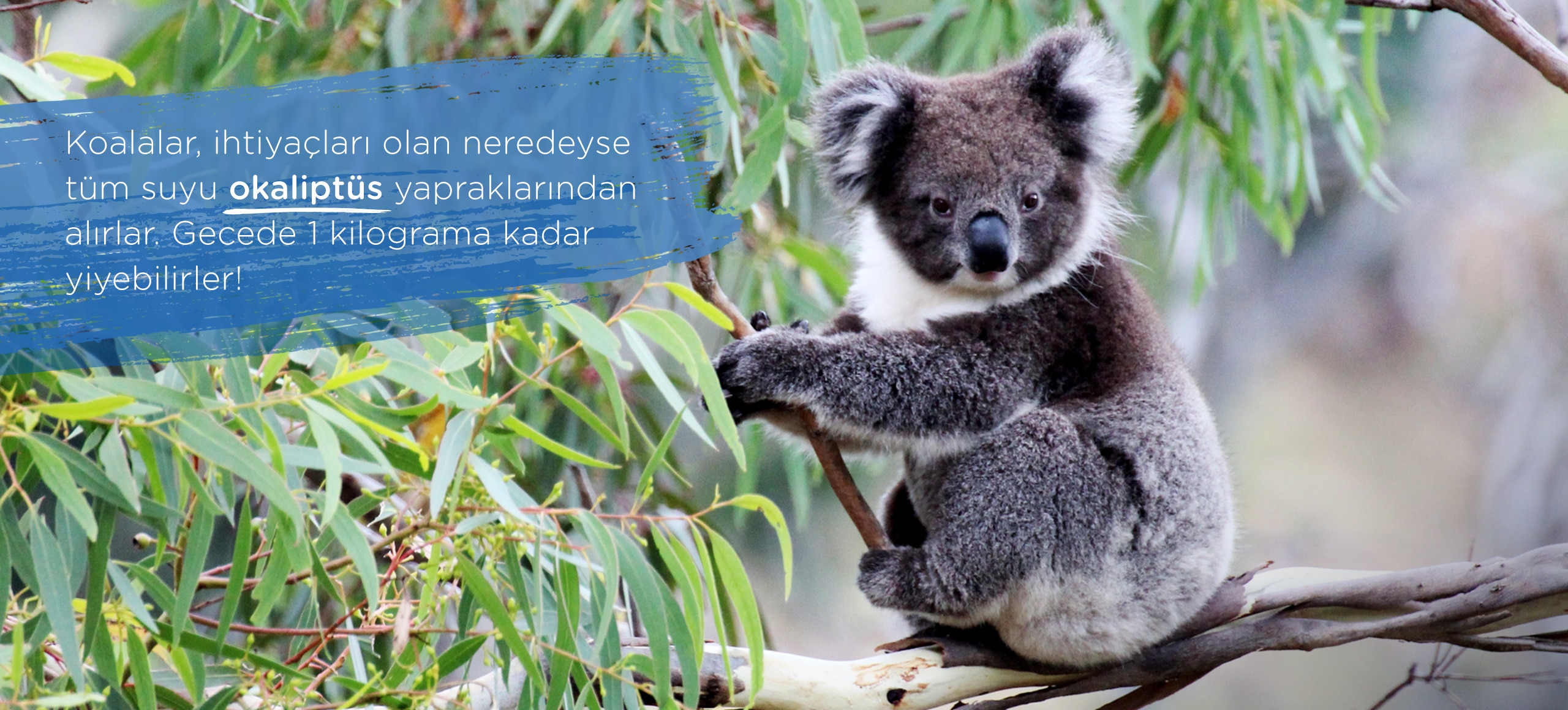 Koala ayısı, elinde bir dal ve yapraklar ile ağacın üstünde oturuyor.