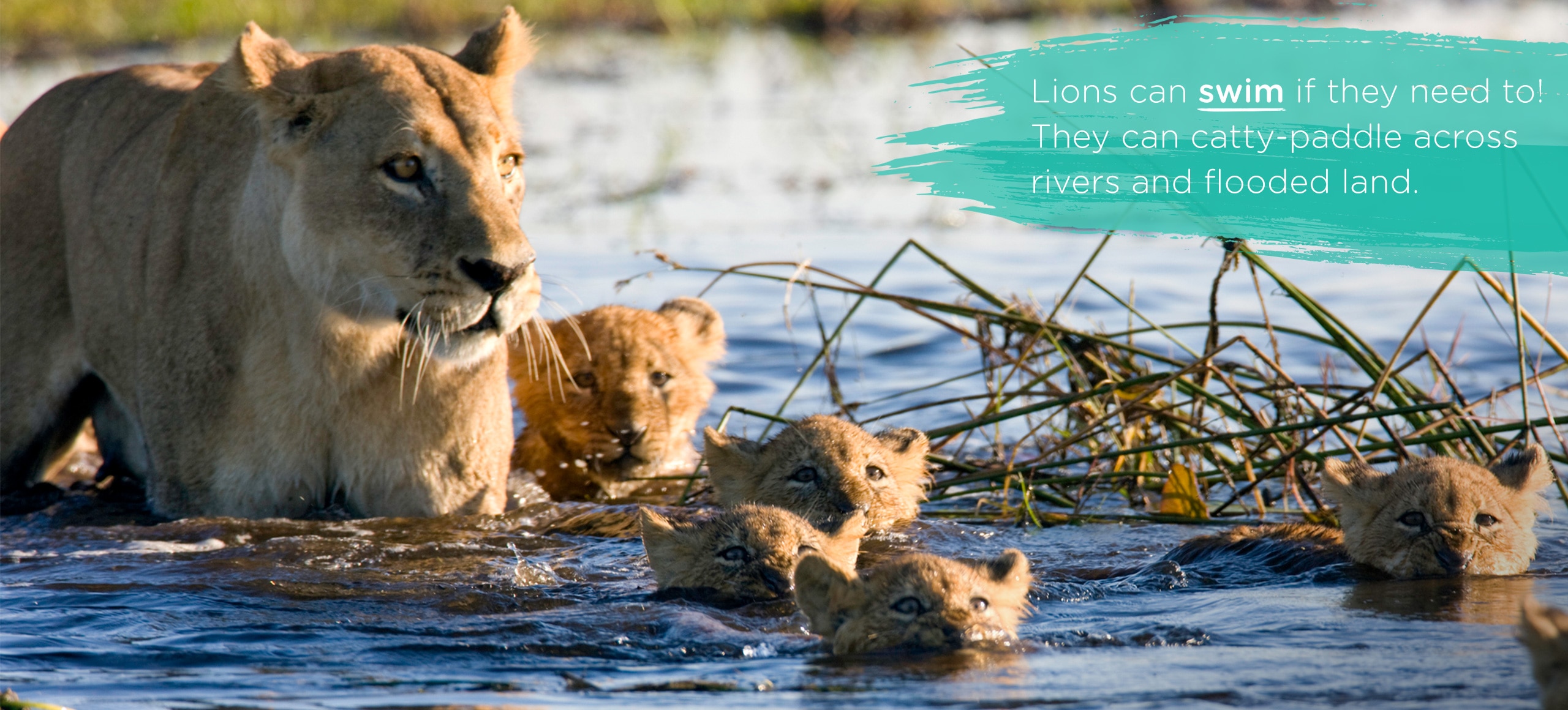 Lioness and baby lions in water