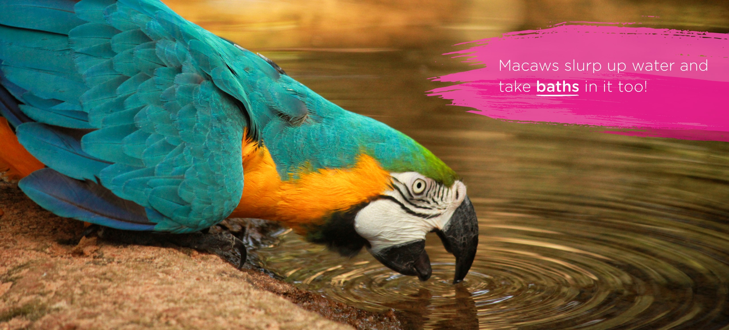 Colorful macaw slurping up water from a pond
