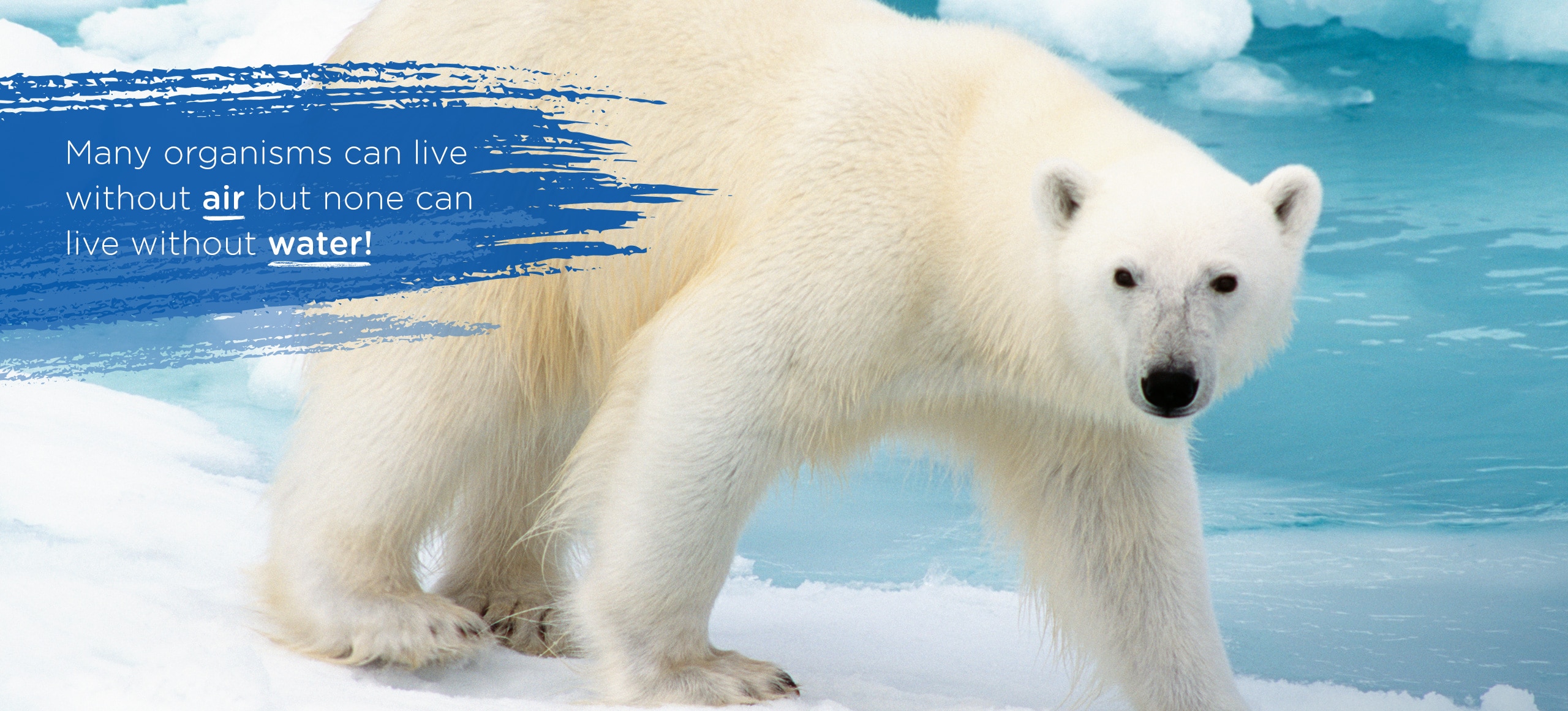 Polar bear in its natural habitat