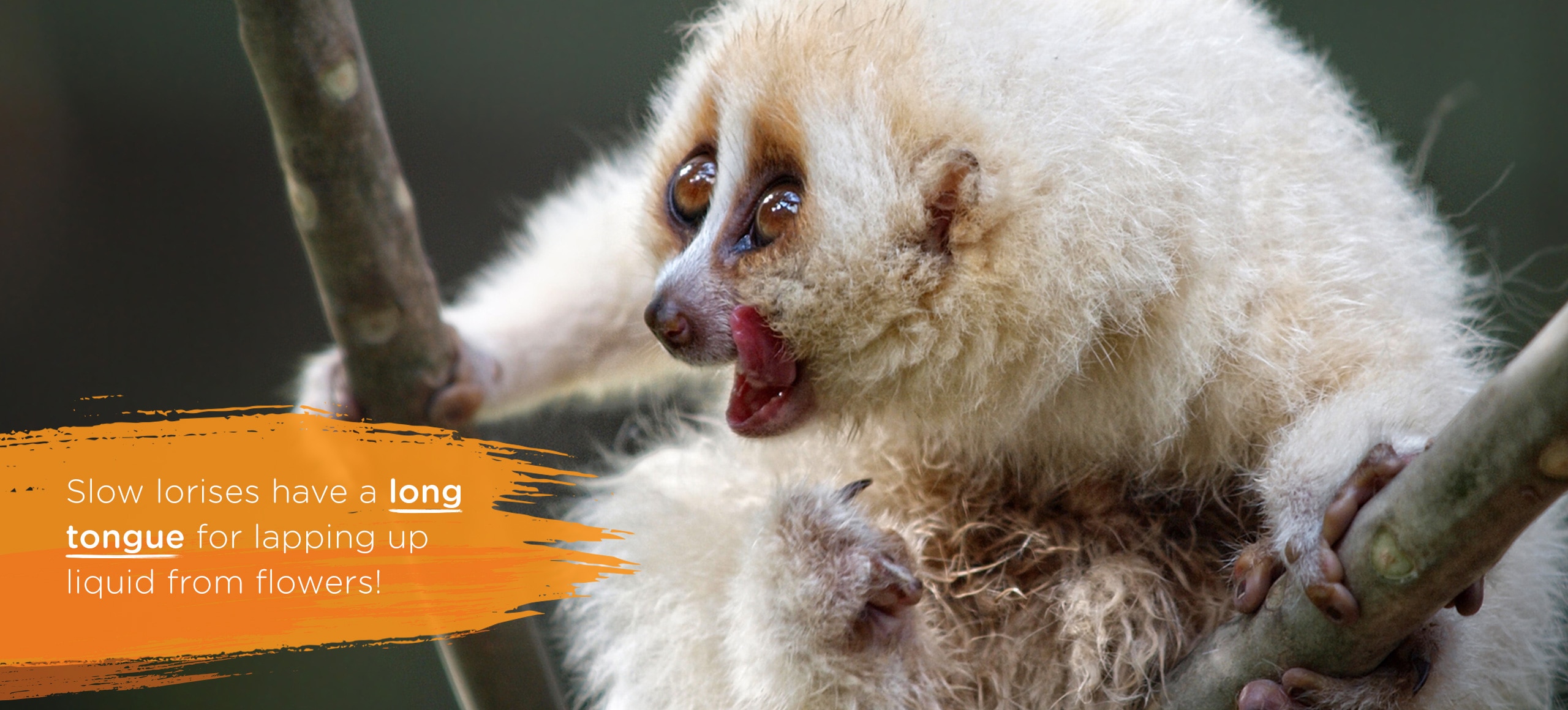 Slow loris drinking water from the tree