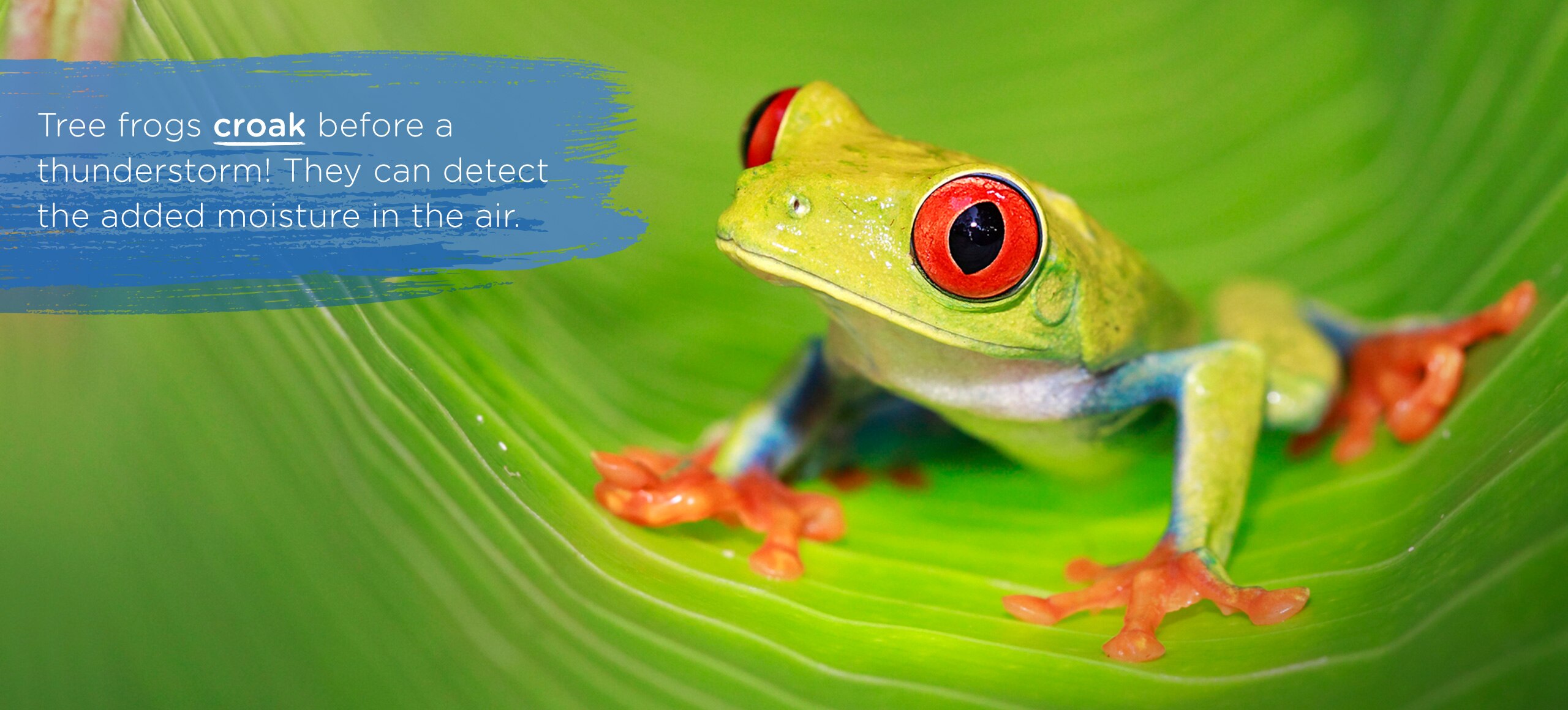 Close up of a gree tree frog on a leaf