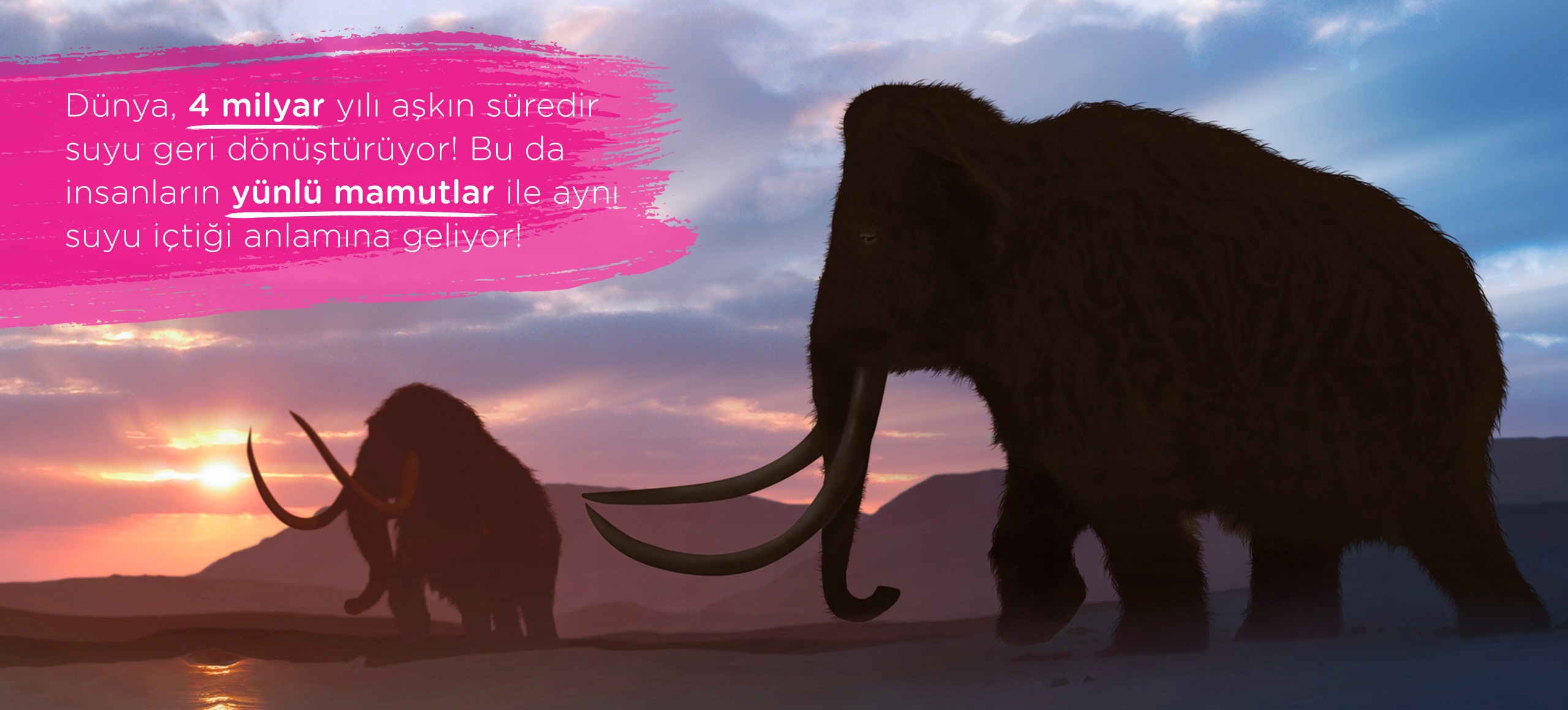 Tepelerin önünde yürüyen iki yünlü mamut