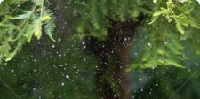 Green lush vegetation of the Australian rainforest.