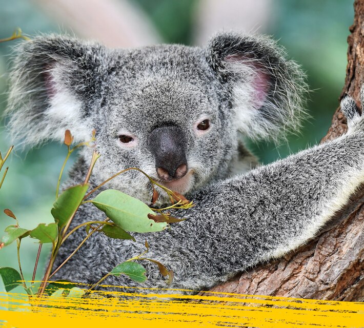 Koala Facts Fun Quizzes Nestle Pure Life