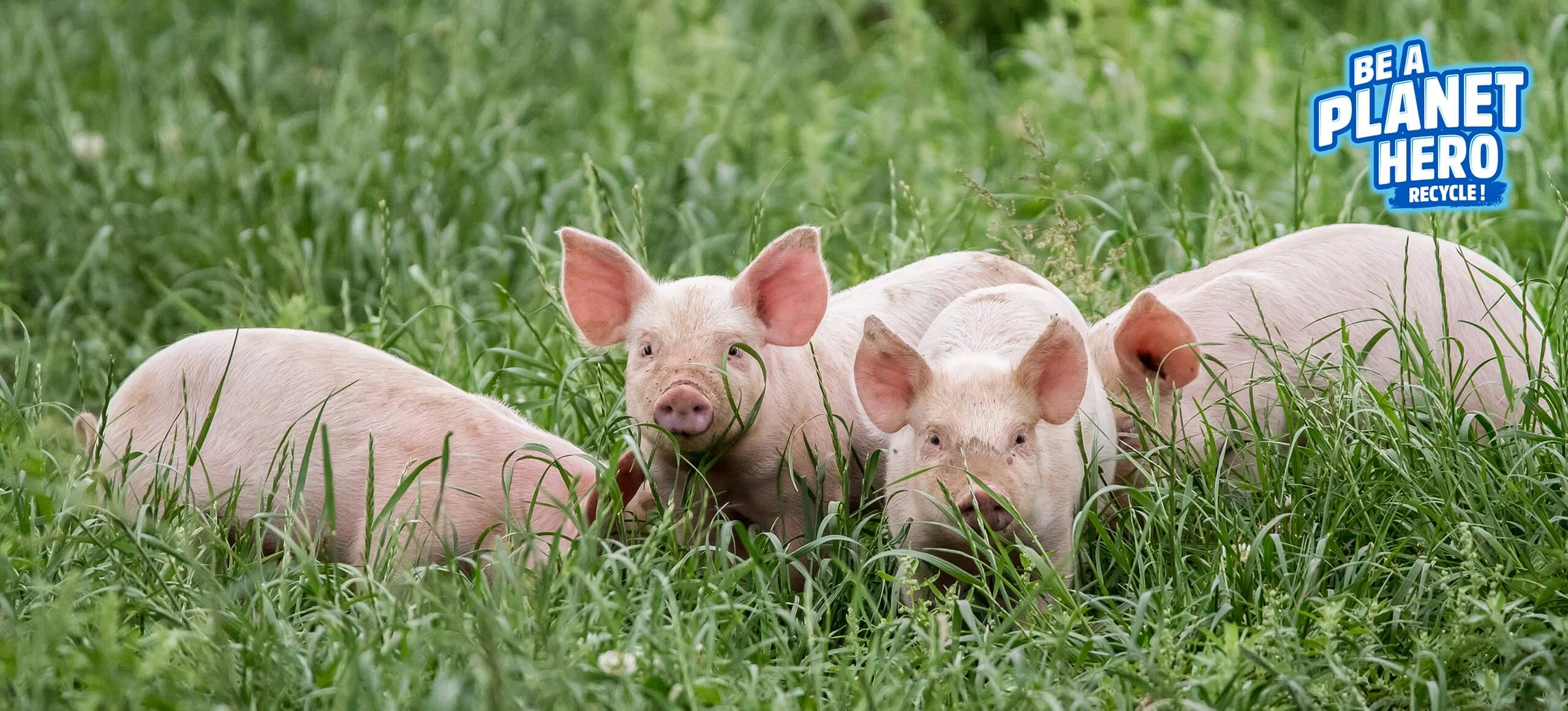 Keep Clean Like a Pig Be A Hero Nestlé Pure Life