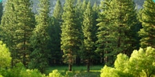trees