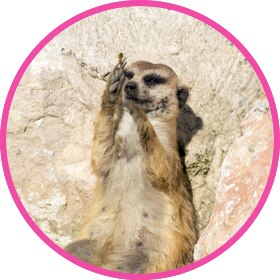 Meerkat eating something