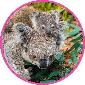 Koala with its joey on its head eating leaves