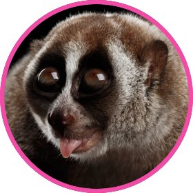 A slow loris showing off the tongue
